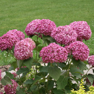 HYDRANGEA, INVINCIBELLE MINI MAUVETTE 2G