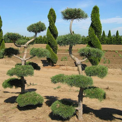 PINE, SCOTCH TOPIARY SELECT 5'