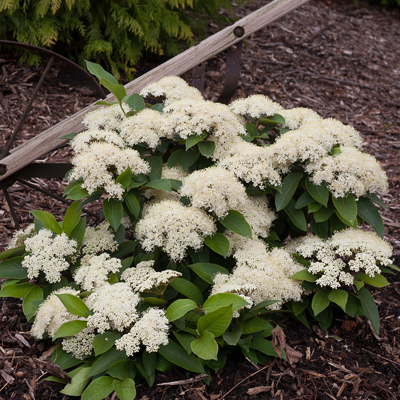 Lil' Ditty® Witherod Viburnum 3-5G