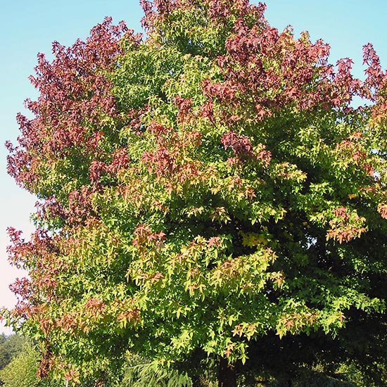 SWEETGUM