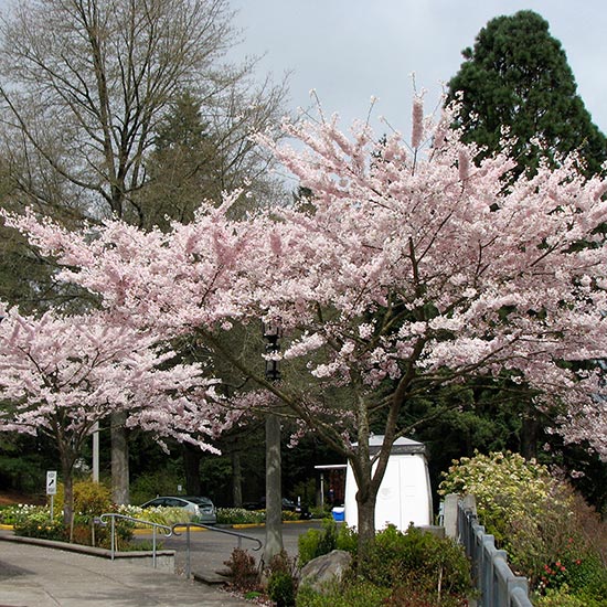 FLOWERING CHERRY