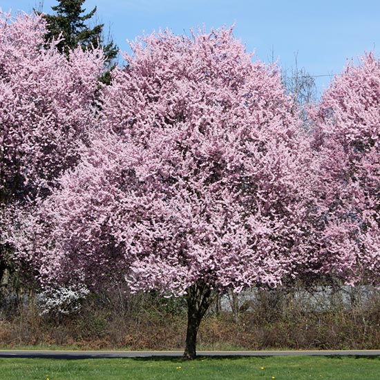 FLOWERING PLUM