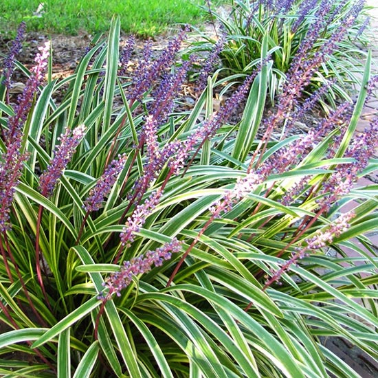 Bamboo, Ornamental Grasses | Suburban Lawn & Garden Store