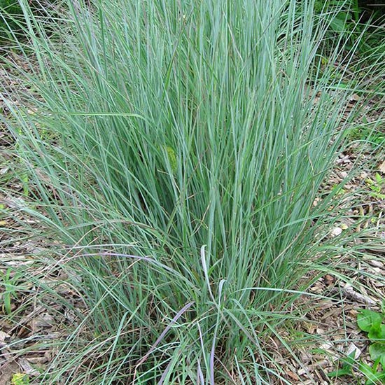 BLUESTEM GRASSES