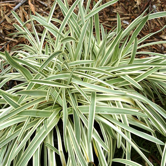 LIRIOPE &amp; BORDER GRASSES