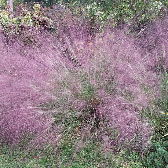 NATURALIZING GRASSES