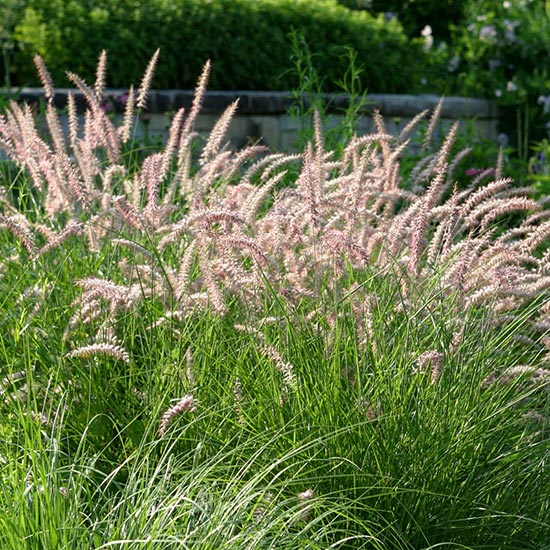 PERENNIAL FOUNTAIN GRASSES