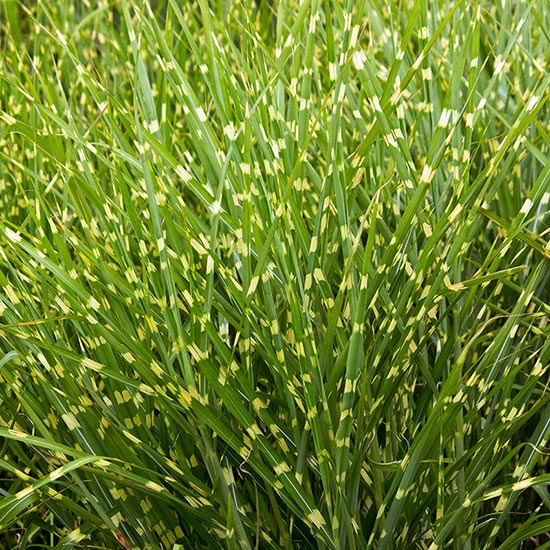 VARIEGATED PERENNIAL GRASSES