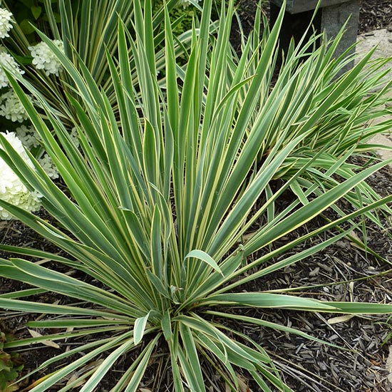 YUCCA