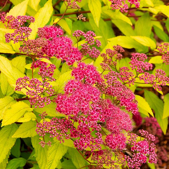 SPIREA