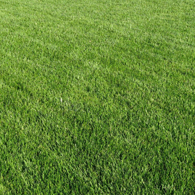FESCUE BLENDS