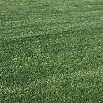 FESCUE SINGLE VARIETY