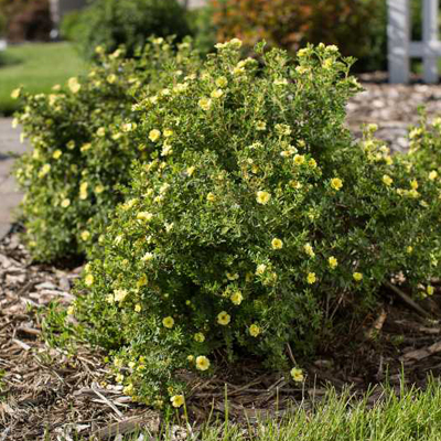 Lemon Meringue Potentilla 2G