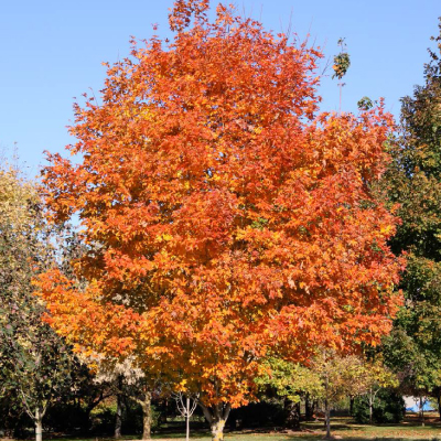 MAPLE, FALL FIESTA 15 GALLON