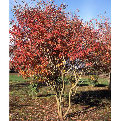 Autumn Brilliance Serviceberry (6')