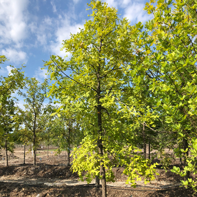 Bur Oak (2.5")