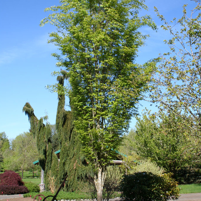 ZELKOVA