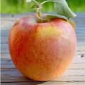 APPLE, GALA 7 GALLON