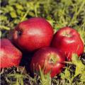 APPLE, RED DELICIOUS 7 GALLON