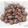 PECAN, PERUQUE 7 GALLON