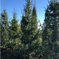 SPRUCE, SERBIAN RIVERSIDE 4'