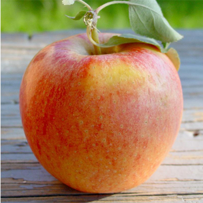 APPLE, GALA 7 GALLON