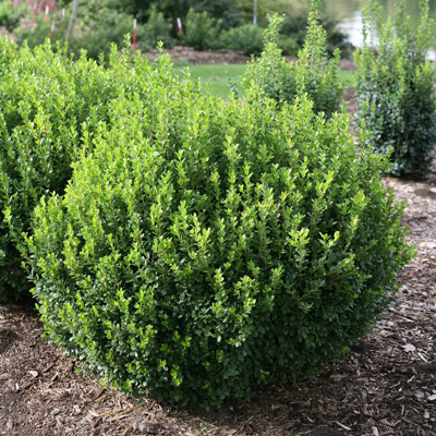 Sprinter Boxwood 3-5 G