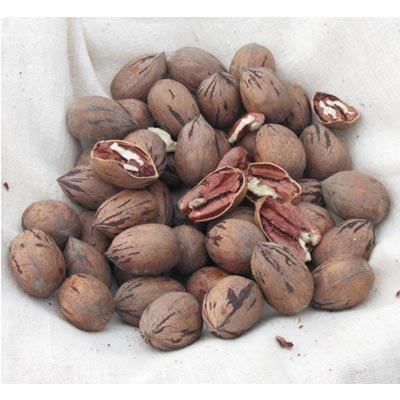 PECAN, PERUQUE 7 GALLON