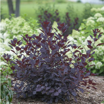 Winecraft Black Smoketree