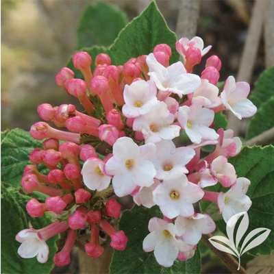 VIBURNUM, SUGAR N' SPICE 3-5 GAL