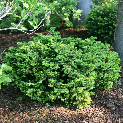 YEW, EVERLOW 3-5 GALLON