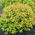 ABELIA, FUNSHINE 2 GALLON