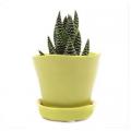 POT, TIKA GREEN SHEEN 3"