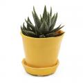 POT, TIKA MEADOWLARK YELLOW 3"