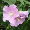 PollyPetite Rose of Sharon 'Althea' 3-5G