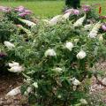 Pugster White® Butterfly Bush 2G