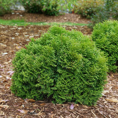 Departments - ARBORVITAE, TATER TOT 2 GALLON