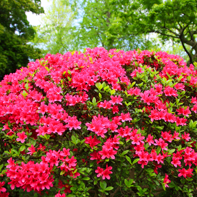 'Girard's Scarlet' Azalea