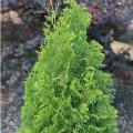 ARBORVITAE, DEGROOT'S SPIRE 10 G