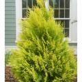 ARBORVITAE, FLUFFY 2 GALLON