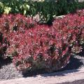 BARBERRY, CRIMSON RUBY 1 GALLON