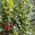 HOLLY, CASTLE SPIRE 3-5 GALLON