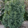 HOLLY, CASTLE WALL 3-5 GALLON