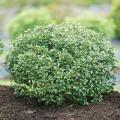 INKBERRY HOLLY, STRONG BOX 2 GAL