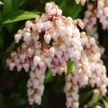 PIERIS, JAPONICA KATSURA 3-5 GAL