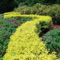 Ligustrum 'Sunshine' Privet 3-5G