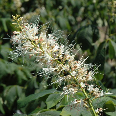 BUCKEYE, BOTTLEBRUSH 3'