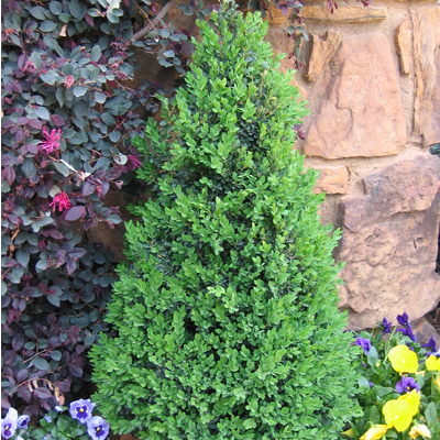 BOXWOOD, GREEN MOUNTAIN 18"