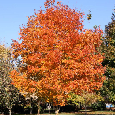 MAPLE, FALL FIESTA 25 GALLON