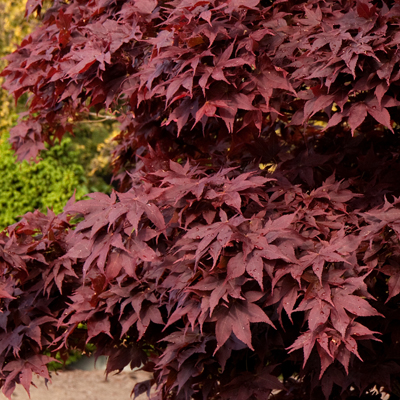 MAPLE, JAPANESE TWOMBLY'S RED SENT 5'